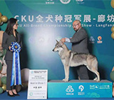 红狗杯2021年CKU河北全犬种冠军展，荣获BIS。